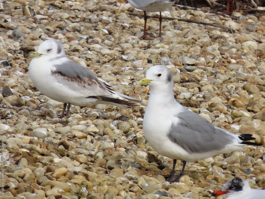Mouette tridactyle