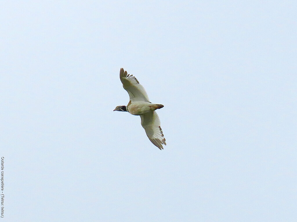 Little Bustard
