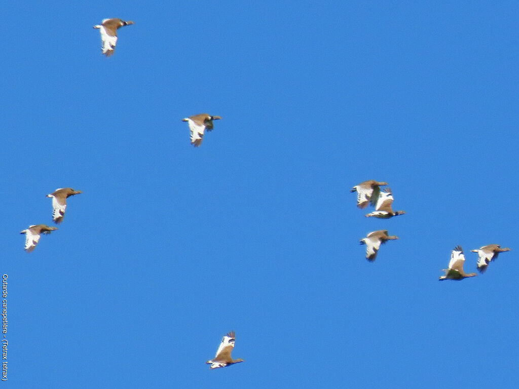 Little Bustard