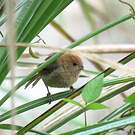Paradoxornis de Webb