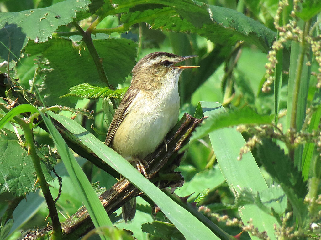 Sedge Warbler