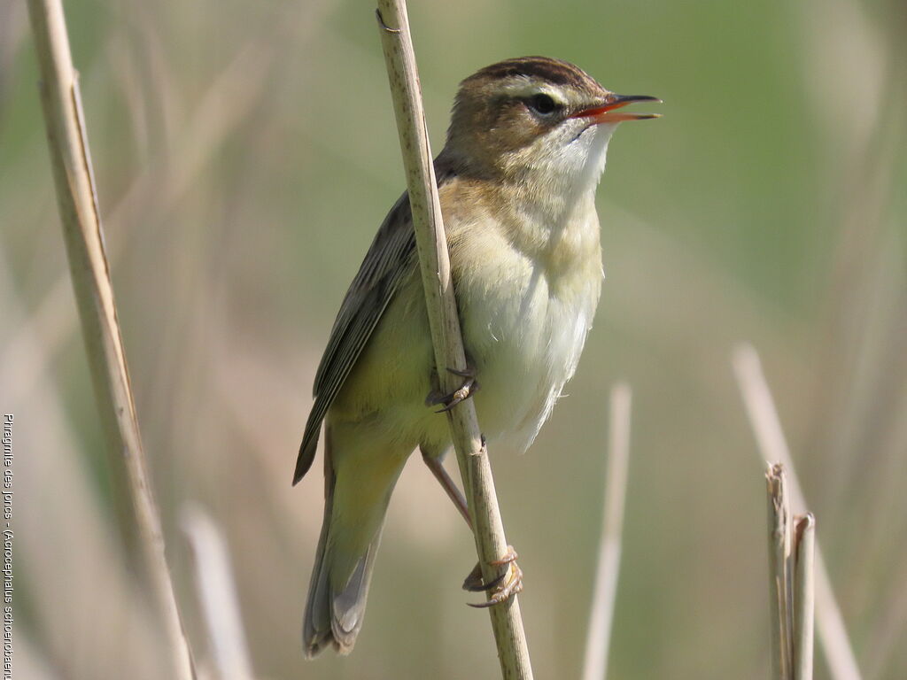 Phragmite des joncs