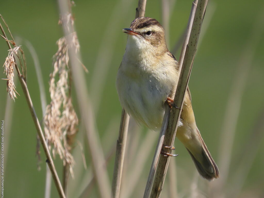 Phragmite des joncs