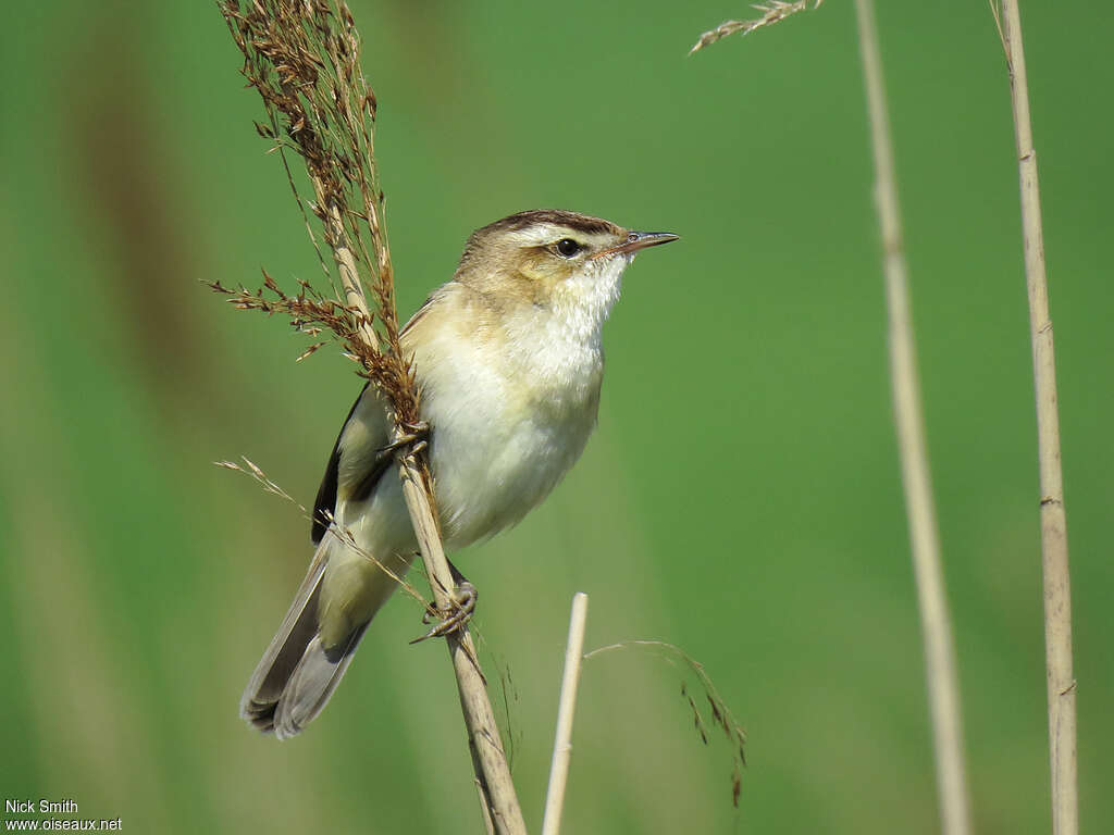 Phragmite des joncsadulte nuptial, identification