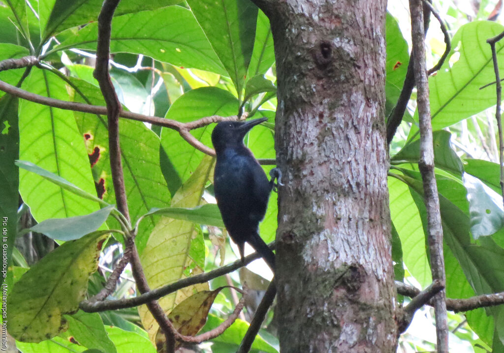Guadeloupe Woodpecker