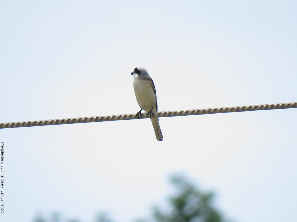 Lesser Grey Shrike