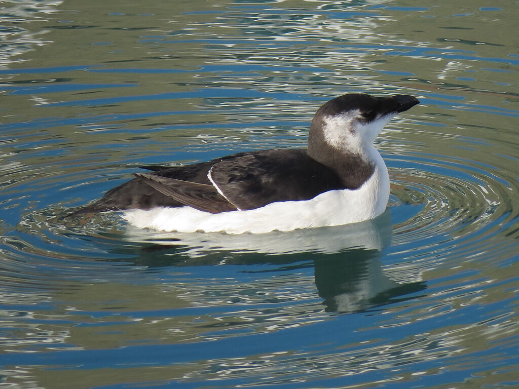 Razorbill