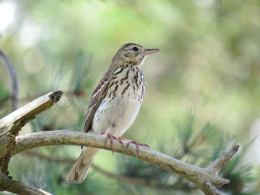 Pipit des arbres