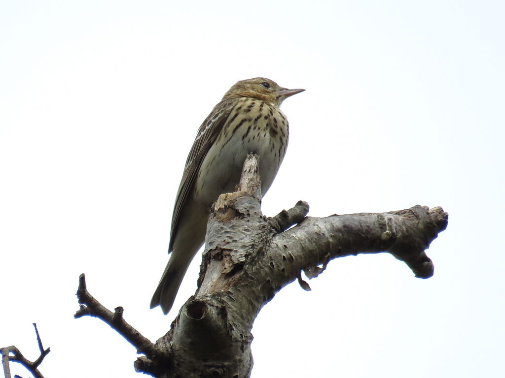 Pipit des arbres
