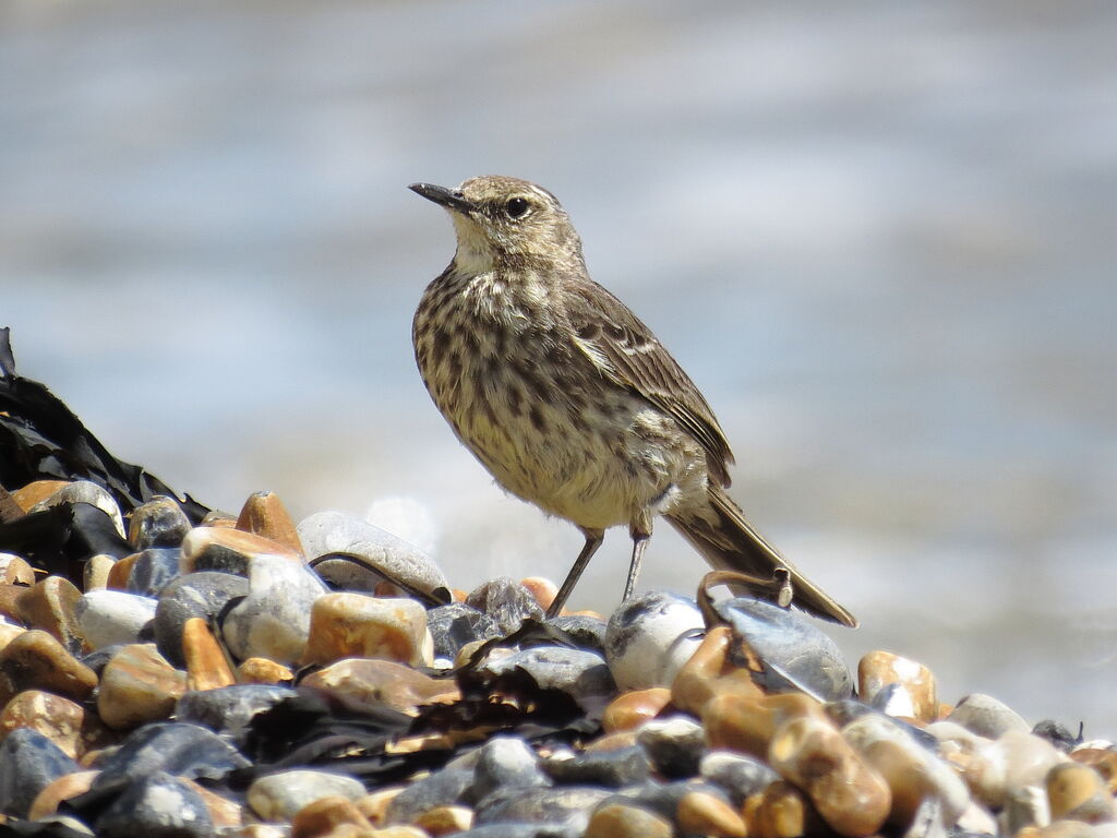 Pipit maritime