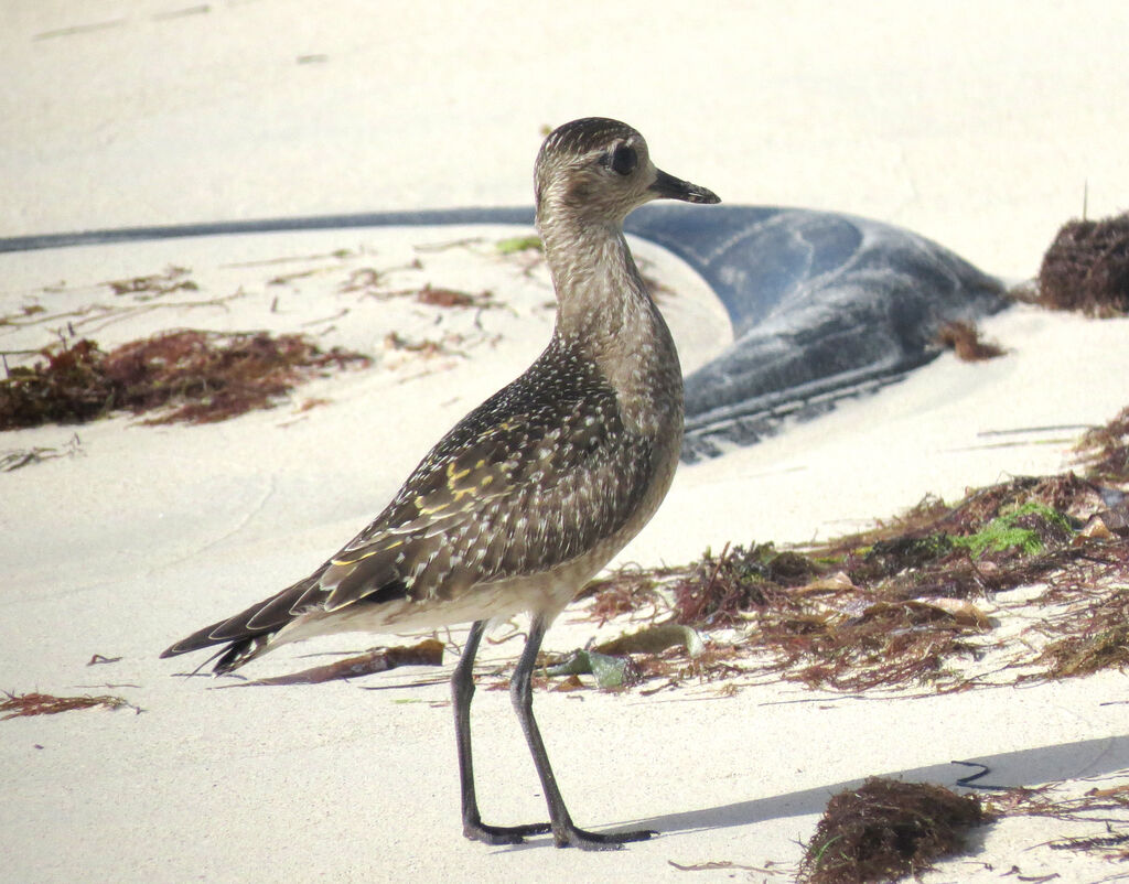 American Golden Plover
