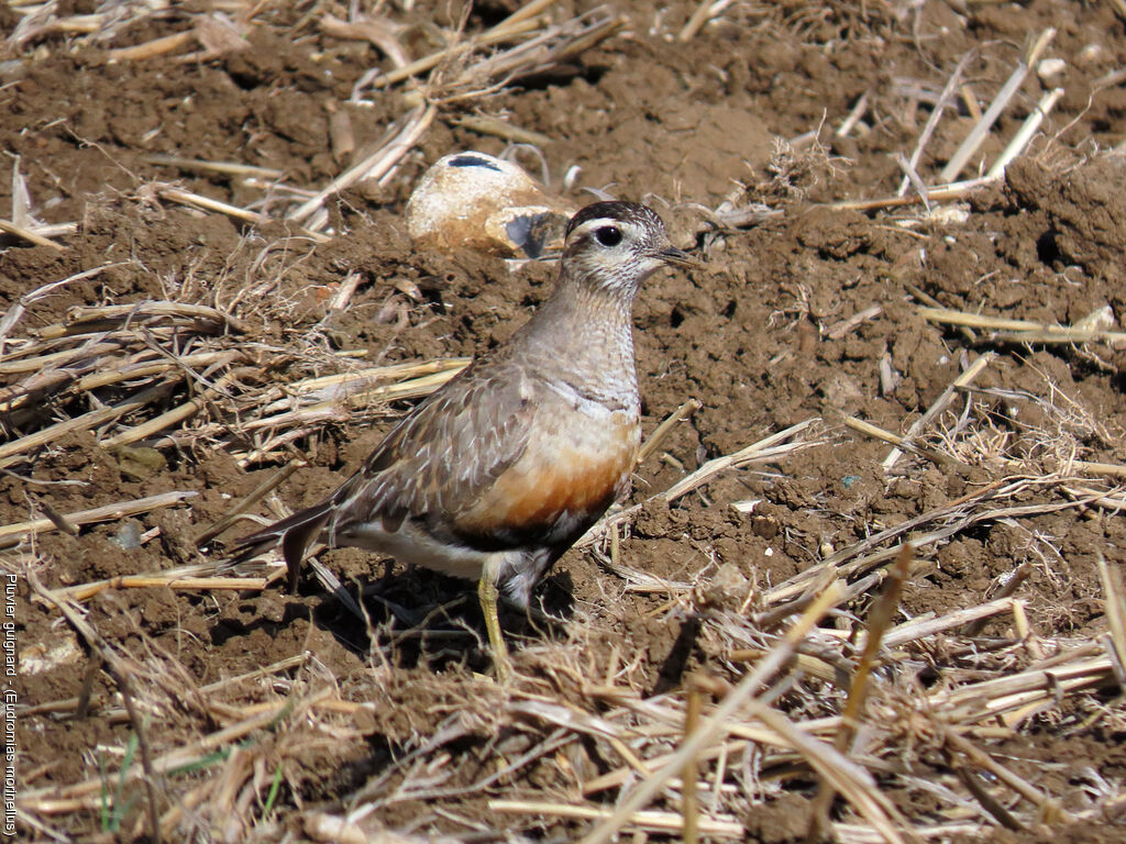 Eurasian Dotterel