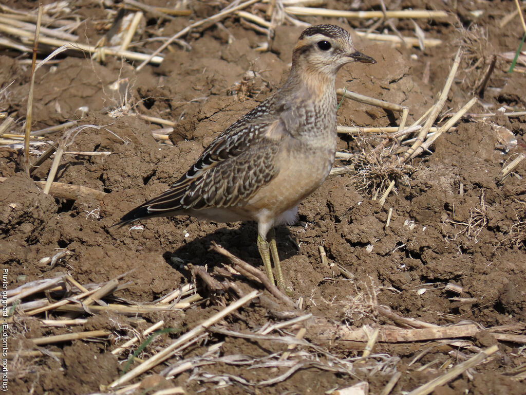 Eurasian Dottereljuvenile