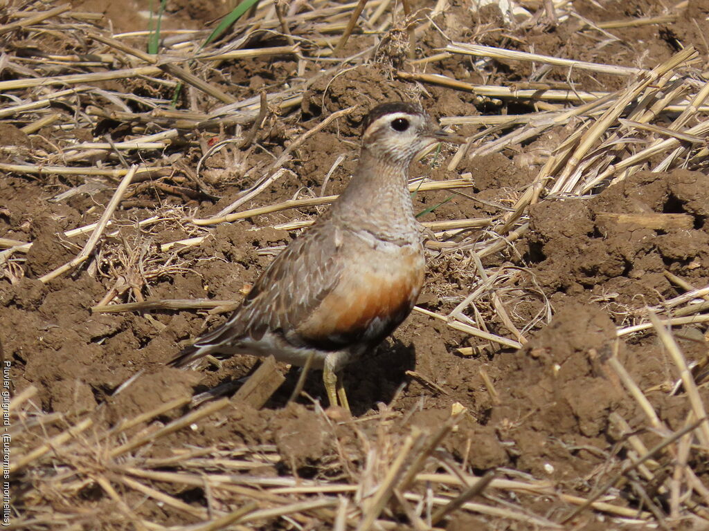 Eurasian Dotterel