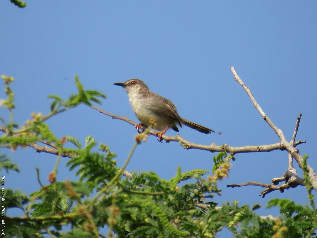 Prinia modeste