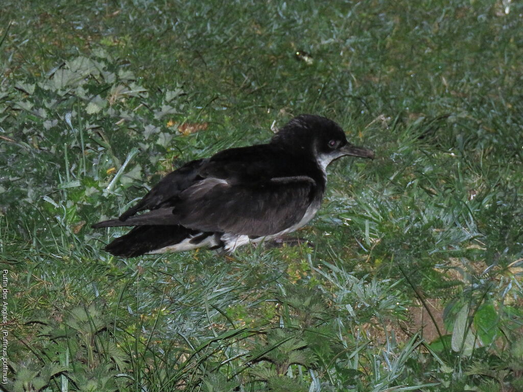 Manx Shearwater