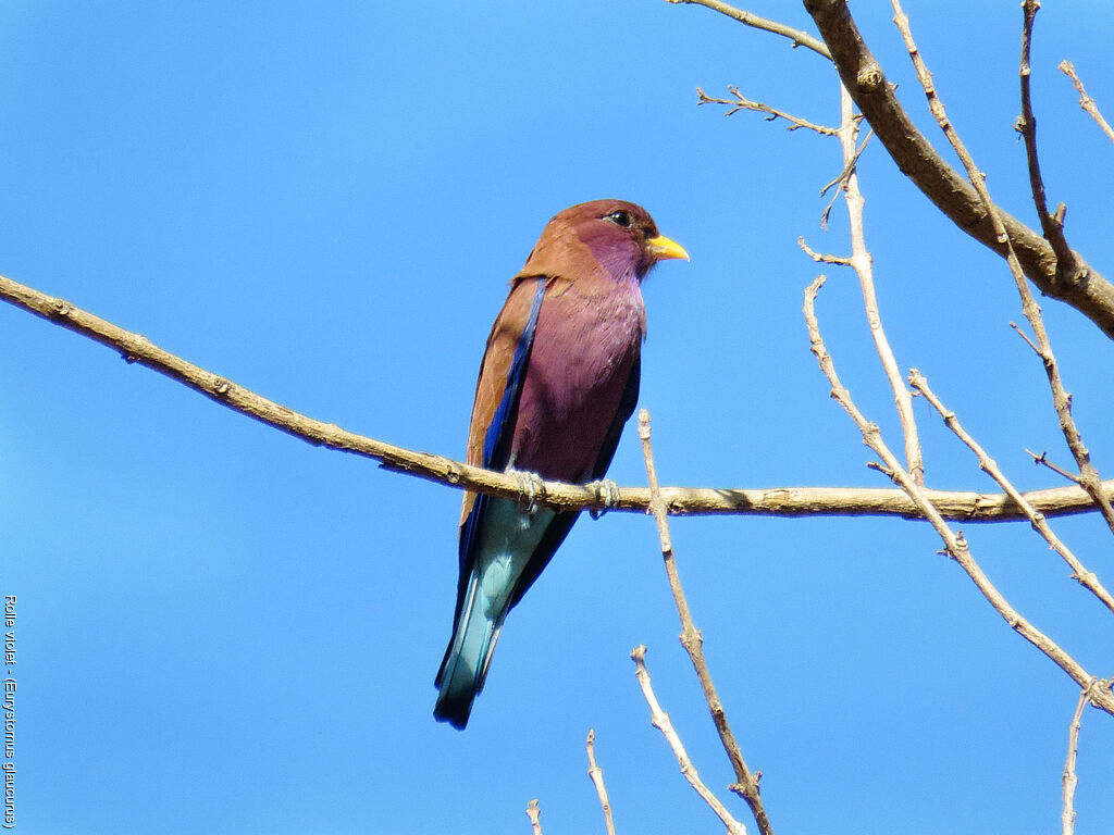 Broad-billed Roller
