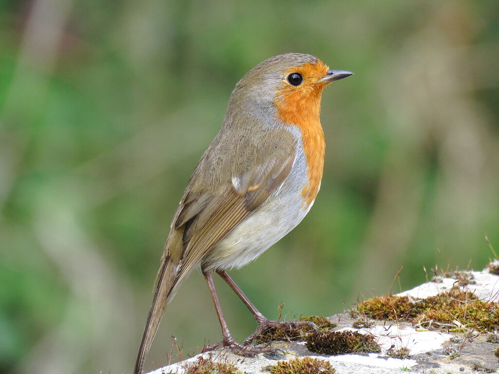 European Robin