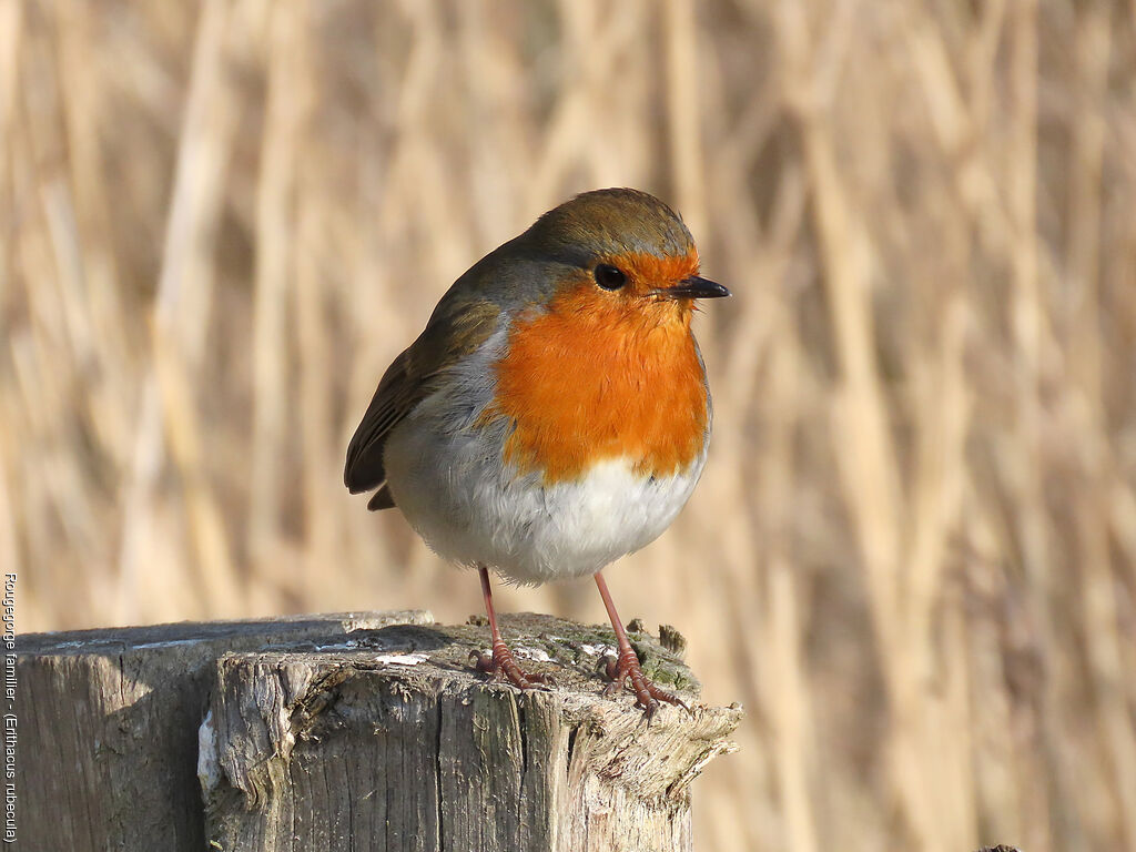 European Robin