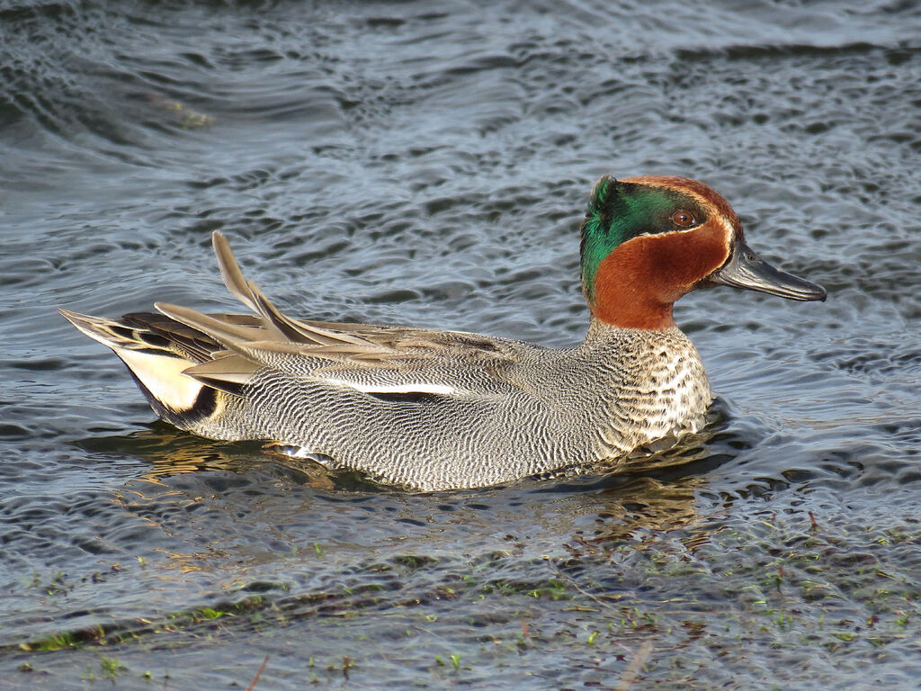 Eurasian Teal male