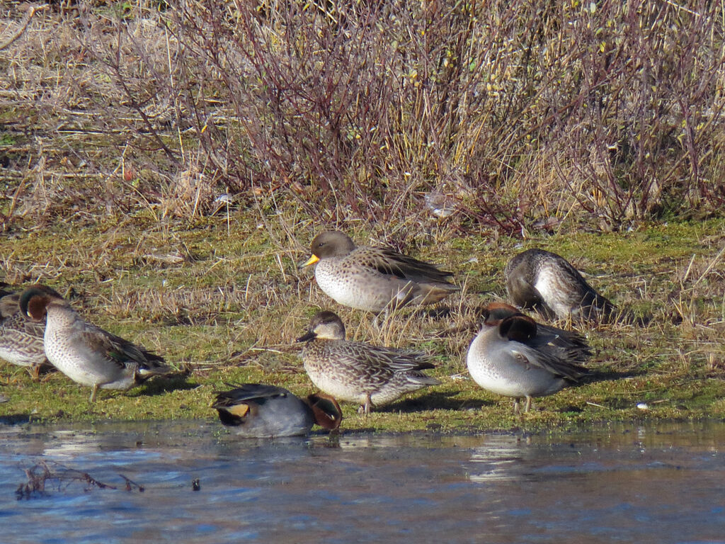 Yellow-billed Teal