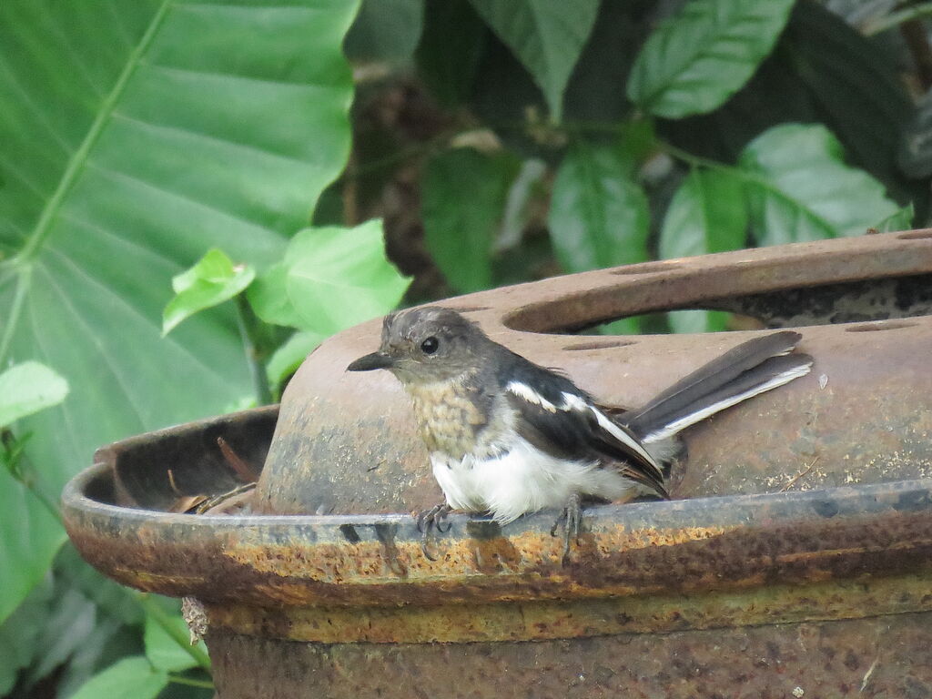 Oriental Magpie-Robinimmature