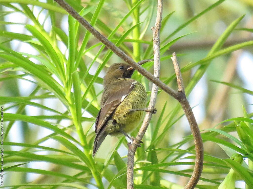 Scarlet-chested Sunbird female