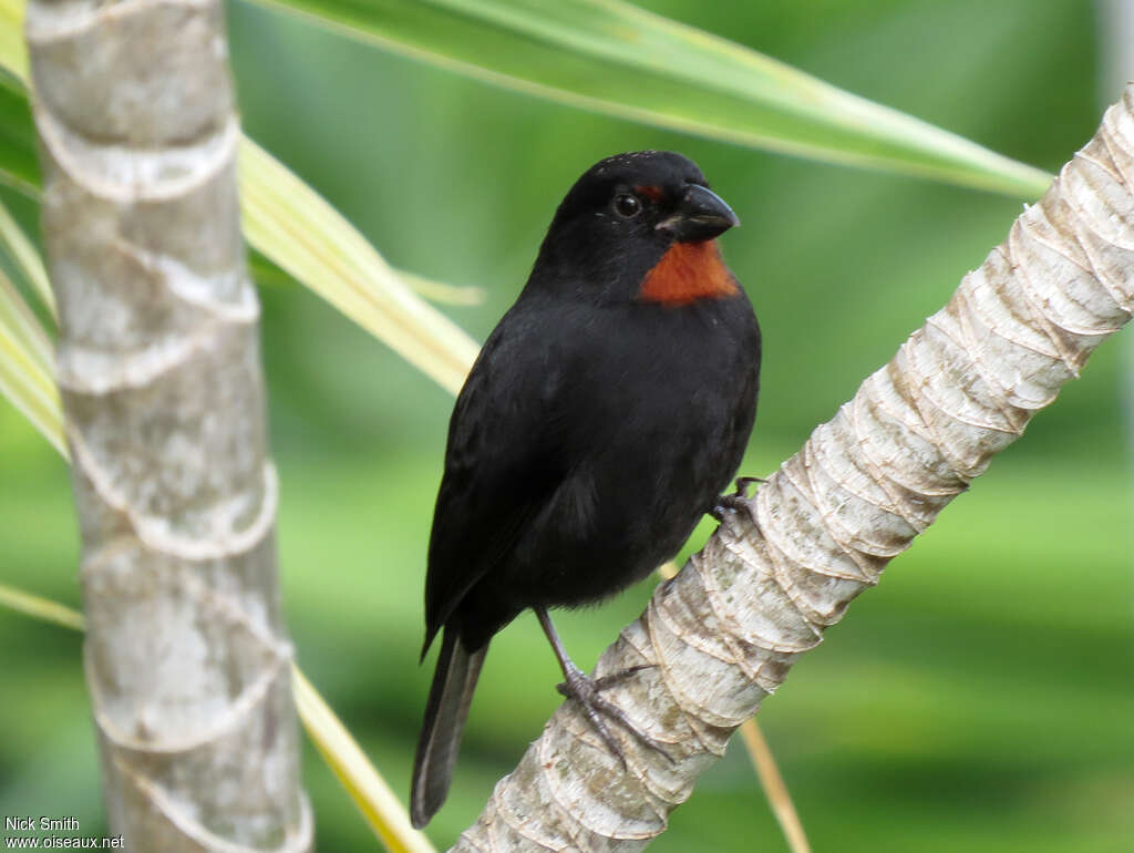 Lesser Antillean Bullfinch male adult, close-up portrait