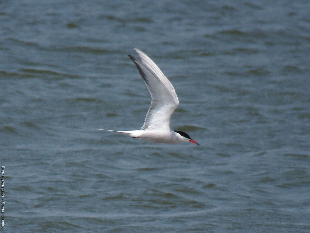 Common Tern