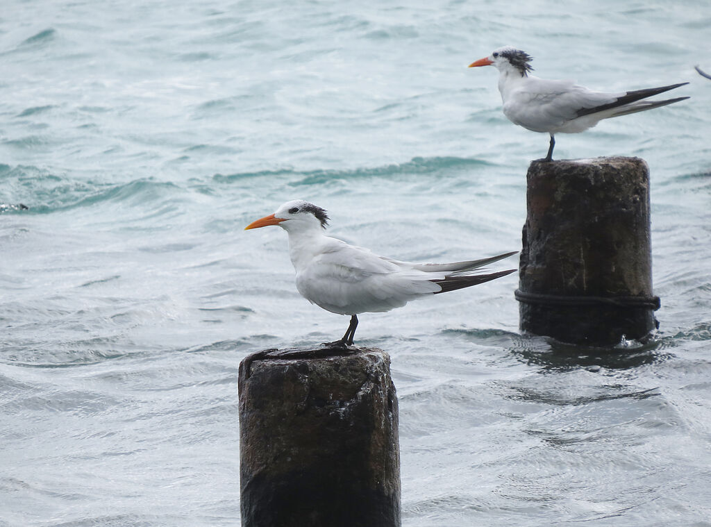 Royal Tern