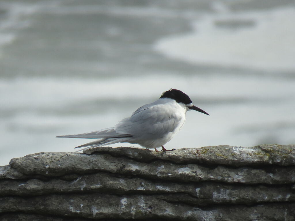 White-fronted Tern