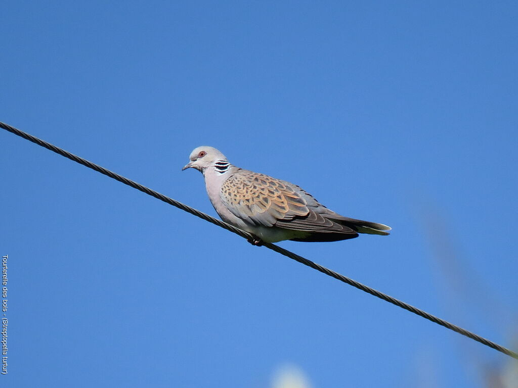 European Turtle Dove