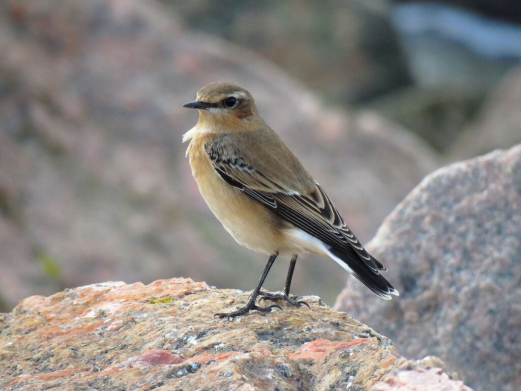 Northern Wheatear