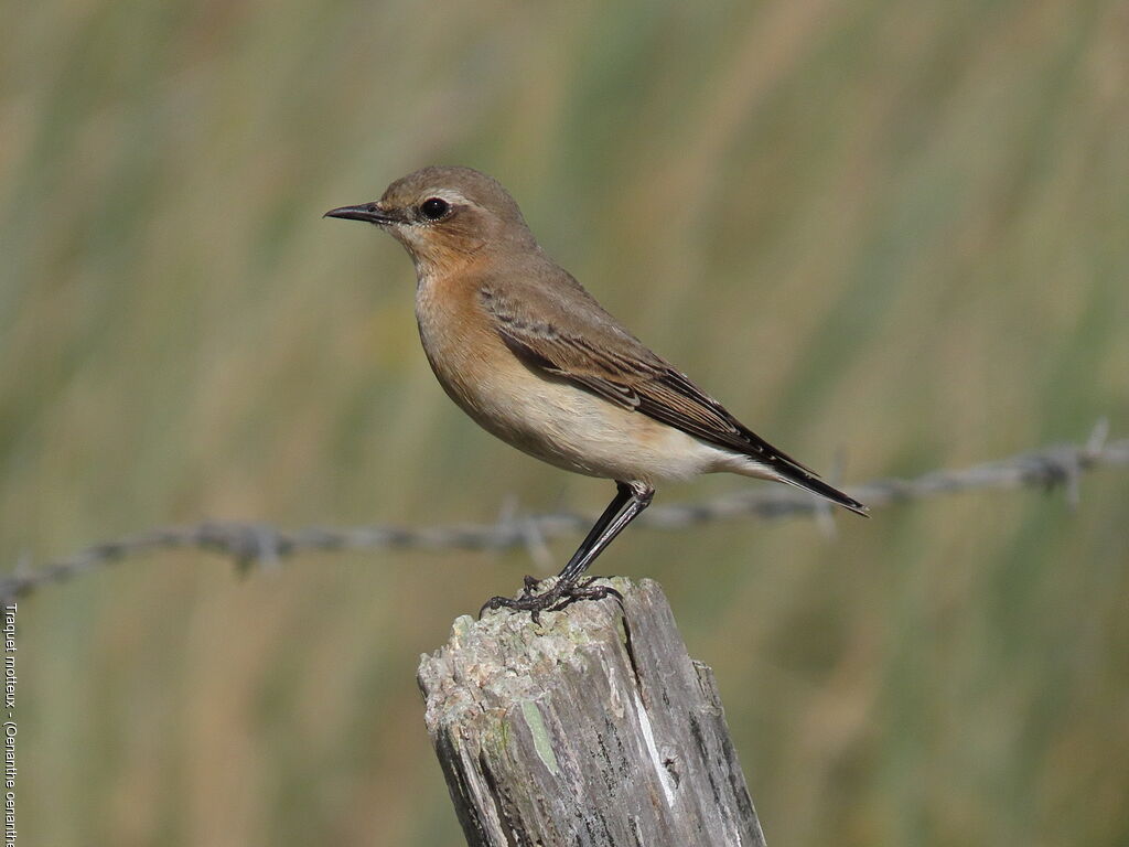 Northern Wheatear