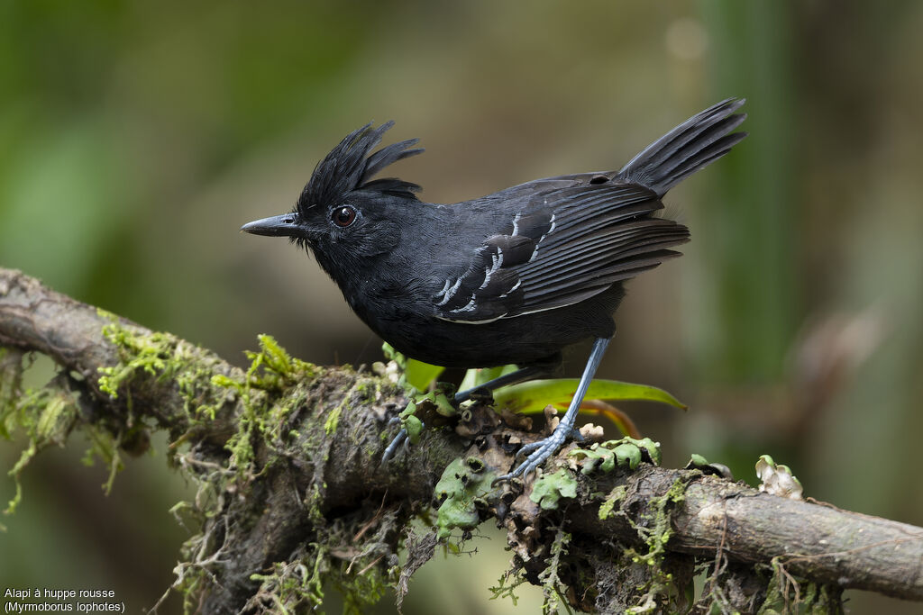 Alapi à huppe rousse - Alapi huppé<br /> mâle adulte nuptial, identification