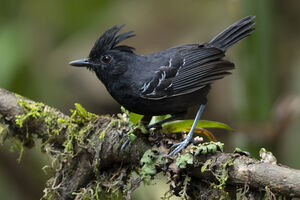 Alapi à huppe rousse