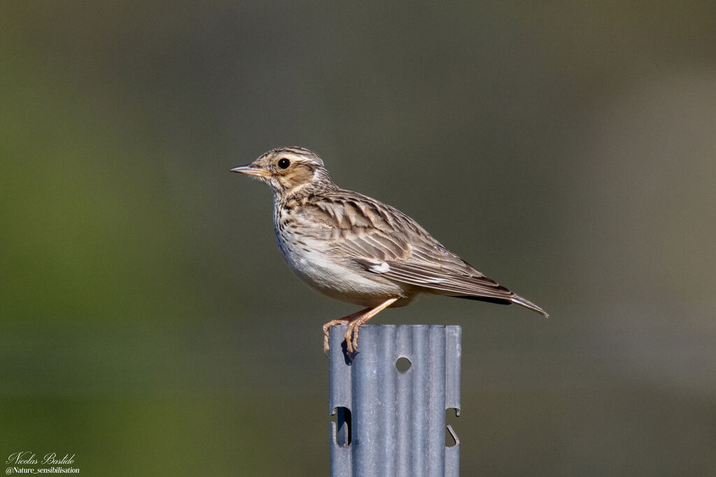 Woodlarkadult, identification, aspect