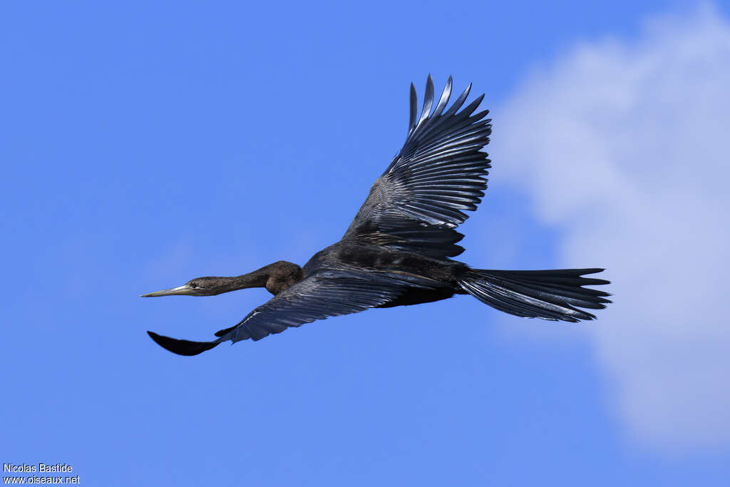 African Darteradult, Flight