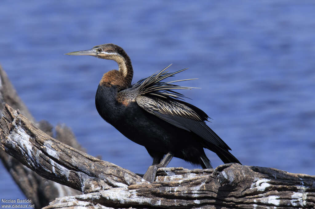 African Darter male adult, identification