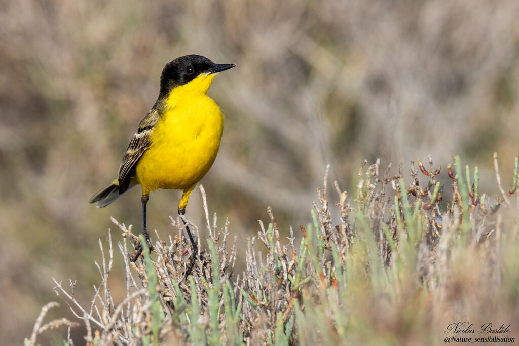 Western Yellow Wagtail