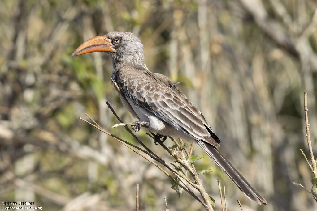Calao de Bradfieldadulte, identification, composition