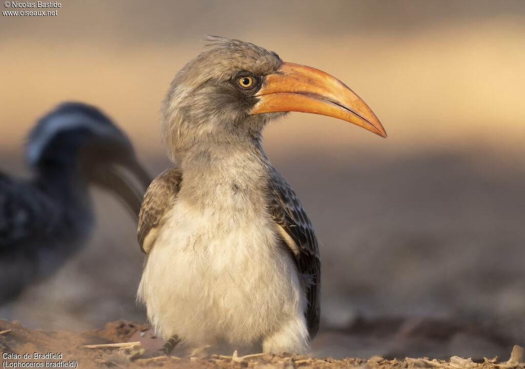Calao de Bradfieldadulte nuptial, identification, composition
