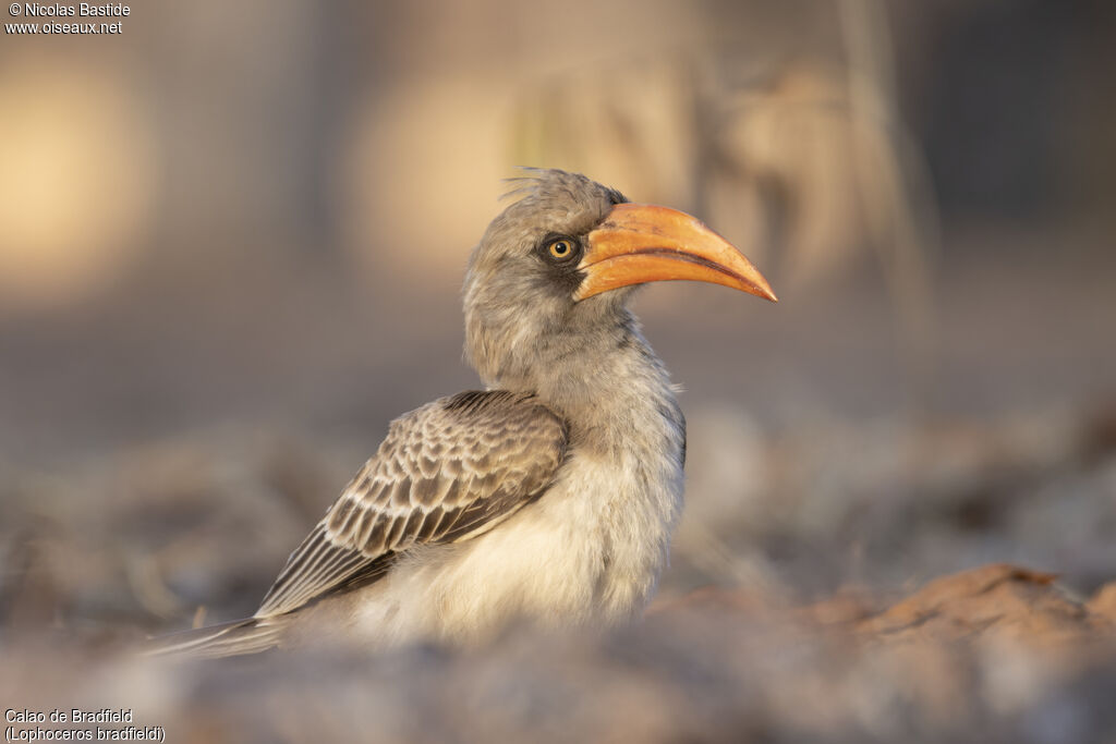 Calao de Bradfieldadulte nuptial, identification