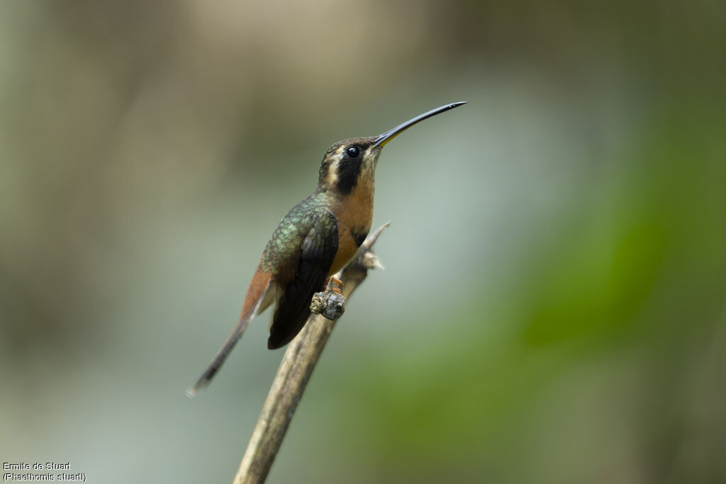 Ermite de Stuartadulte nuptial, identification
