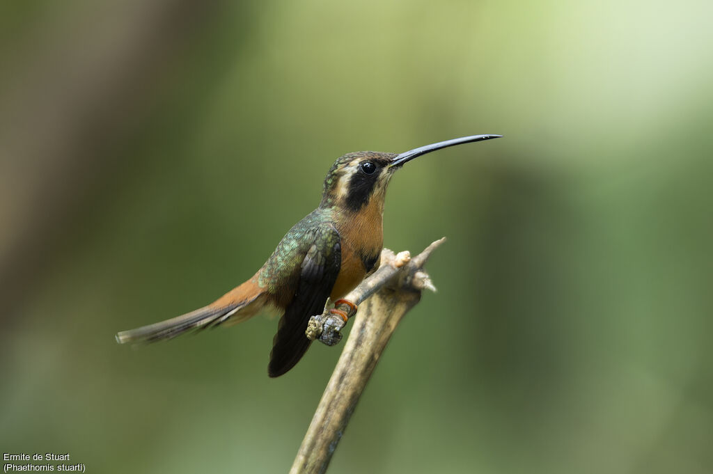 Ermite de Stuartadulte nuptial, identification