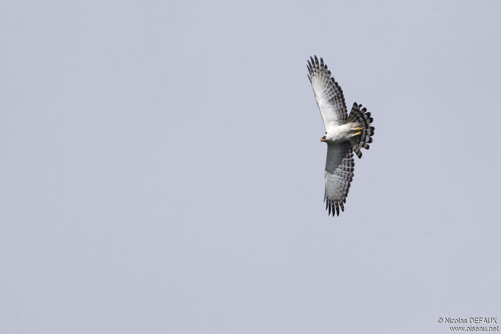 Aigle noir et blancadulte, Vol