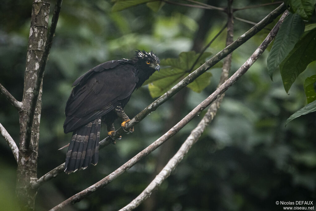 Aigle tyran, portrait