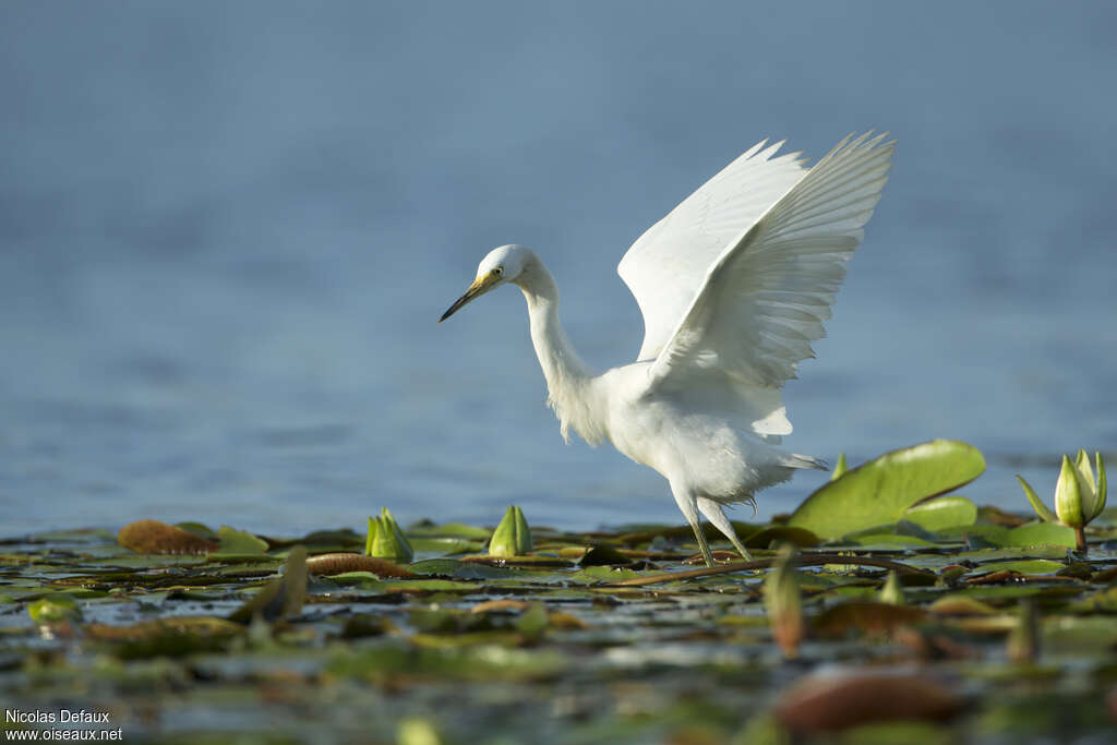 Aigrette neigeuseadulte, habitat, pêche/chasse