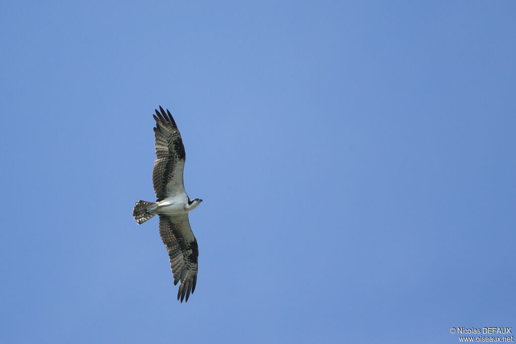 Osprey, Flight