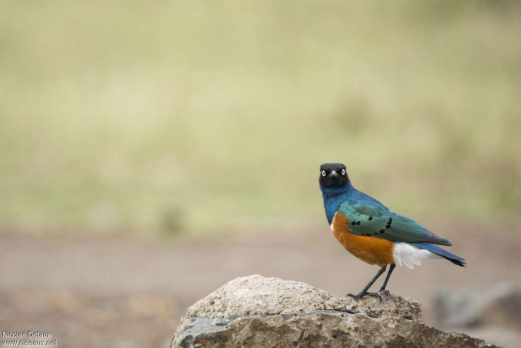 Superb Starlingadult, habitat, pigmentation, Behaviour